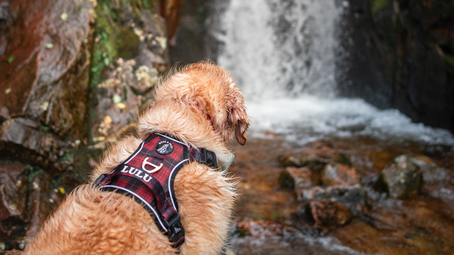 A Guide to Choosing the Perfect Dog Harness for Your Furry Friend