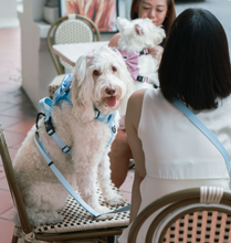 Convertible Leash Plus+ Pastel Blue