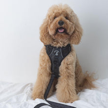 Mystique Active Harness