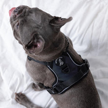 Mystique Active Harness