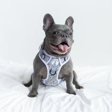 HoloGlam Active Harness