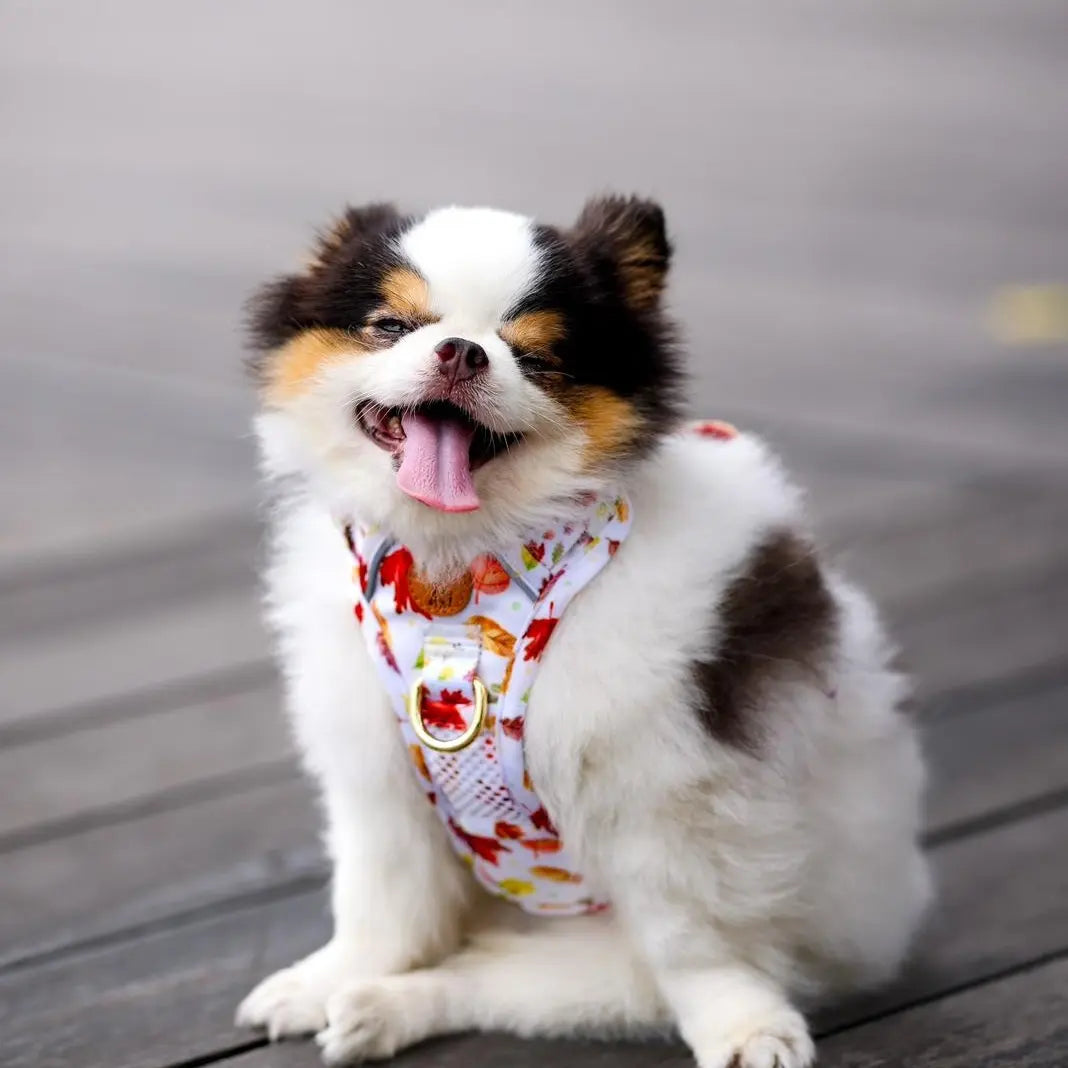 Active Harness Autumn Leaves – Boss Olly