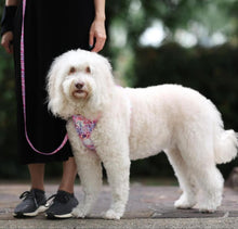 Active Harness - Fruity Sorbet