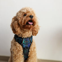 Active Harness - Forest Plaids