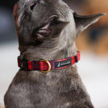 Collar - Lumberjack Plaids