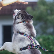Collar - Aztec Rainbow