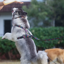 Active Harness - Aztec Rainbow