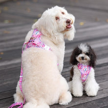 Active Harness - Fruity Sorbet