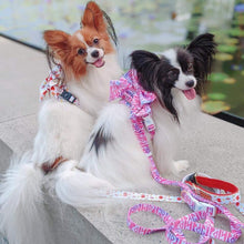 Convertible Leash Plus+ - Fruity Sorbet