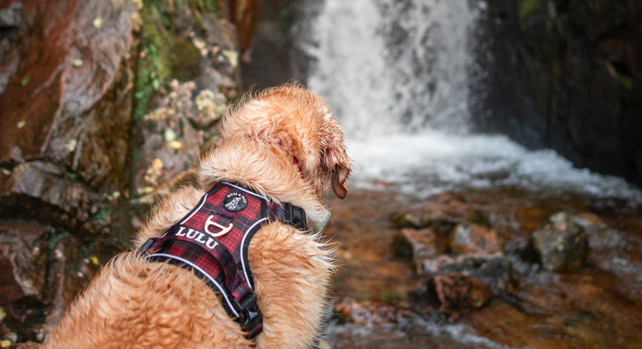 A Guide to Choosing the Perfect Dog Harness for Your Furry Friend