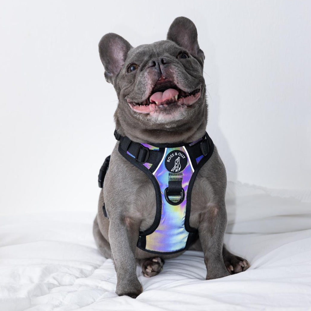 Bulldog harness with clearance name