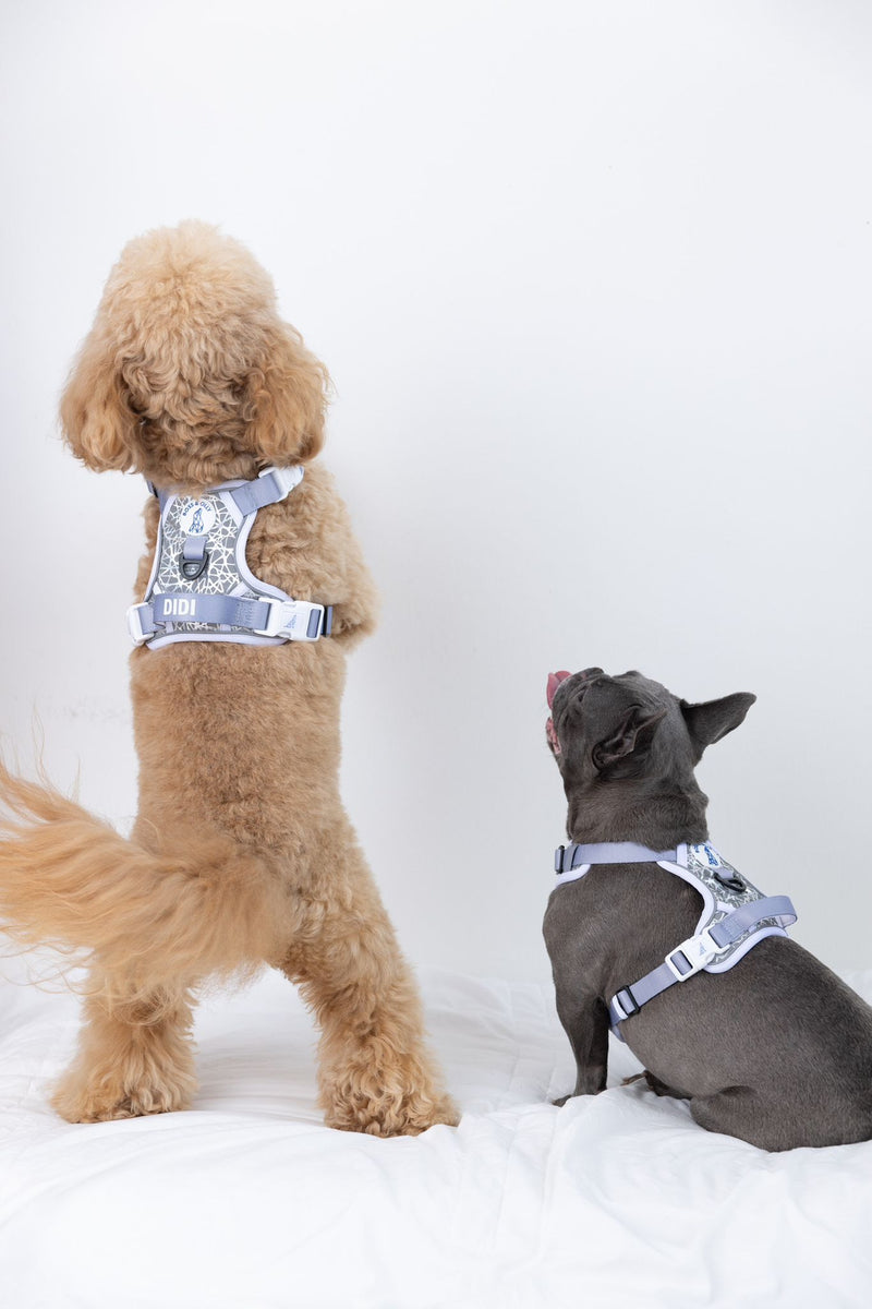 Dog Bowties with Collar (Assorted Designs), Pet Products: Georgia Gifts &  More