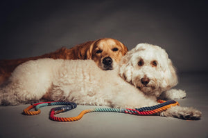 Melted Crayons : Autumn Rainbow Leash