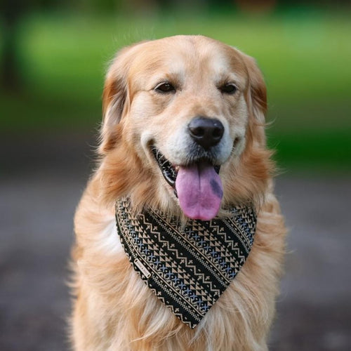 Onyx Dog Bandana with clean edge