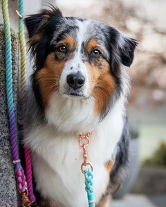 The Kaleidoscope: SPRING/SUMMER Rainbow Leash